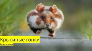 КАК ЗАРАБАТЫВАТЬ ДЕНЬГИ ГОЛОВОЙ В 2018 ГОДУ! ЗАРАБОТОК СИДЯ ДОМА (1 часть)