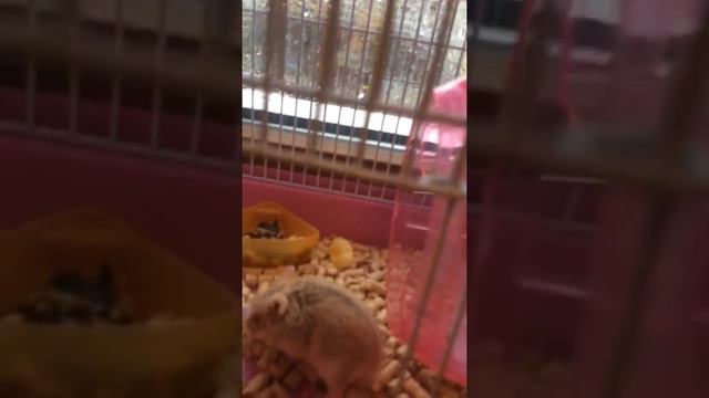 Мой новый хомяк! Давайте наберём 50 лайков я Буду снимать больше видео Про Хомяков!🐹 смотреть онлайн