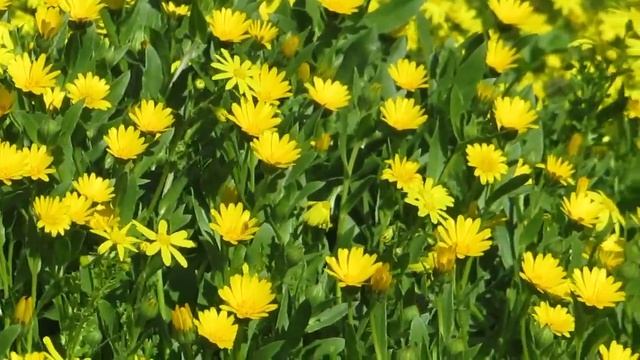 Прекрасный союз Крестовника и Ноготков!!!Кирьят-Ям.Израиль. смотреть онлайн