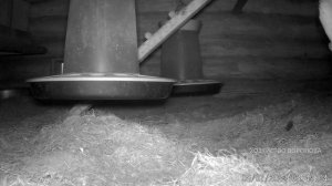 Крыса в курятнике лезет к гнёздам