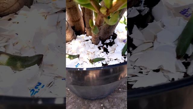 crassula ovata gollum (orejas de shrek) como cuidar tu suculenta смотреть онлайн