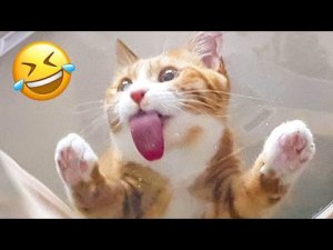 Невероятно забавные реакции домашних животных | Обязательно посмотрите видео с животными