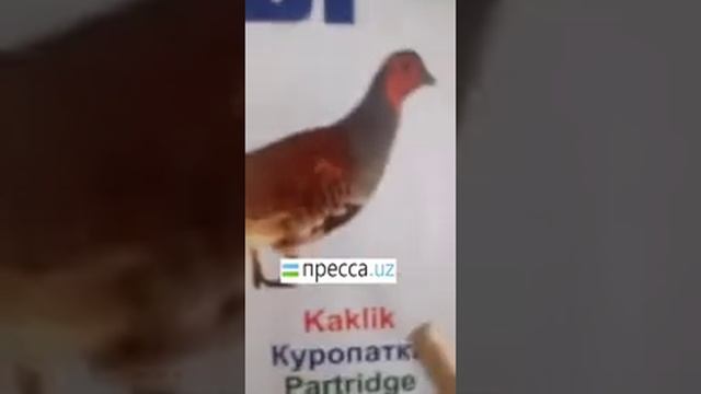 Ташкентская учительница в 2020году образование важно Нурсултан Казахстан узбекистан смотреть онлайн