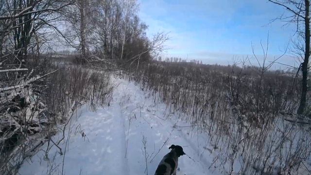 Тут много зайцев. Охота на зайца тропление по снегу 2023