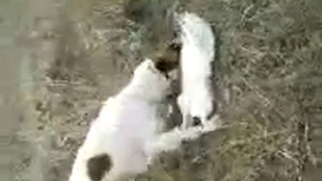 Охота с русской псовой борзой смотреть онлайн