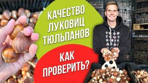 Как проверить качество луковиц тюльпанов? Онлайн-курс по выгонке тюльпанов для начинающих. Урок 7