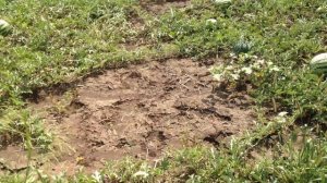 Как растут арбузы на бахче?