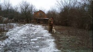 Как приучить Алабая выполнять команду ко мне!