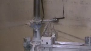 Кукуруза в кормлении свиней