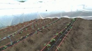 Обзор моих отапливаемых теплиц на 6 января. Что посадить зимой?