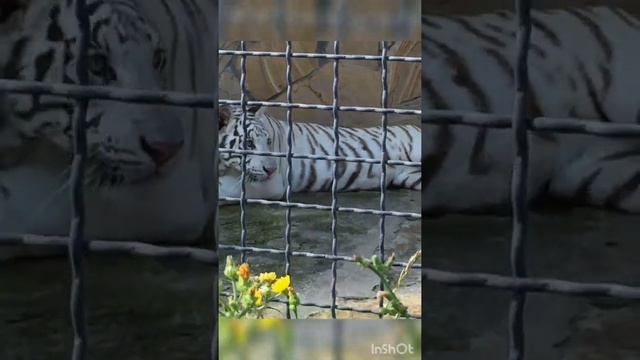 ALBINO TIGERS! THE RAREST SHOTS. ТИГРЫ АЛЬБИНОСЫ! РЕДЧАЙШИЕ КАДРЫ. #Shorts