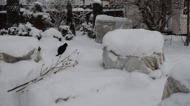 Приглашаю в зимний сад! смотреть онлайн