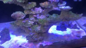 Морской аквариум. Как избавился от дино!!!