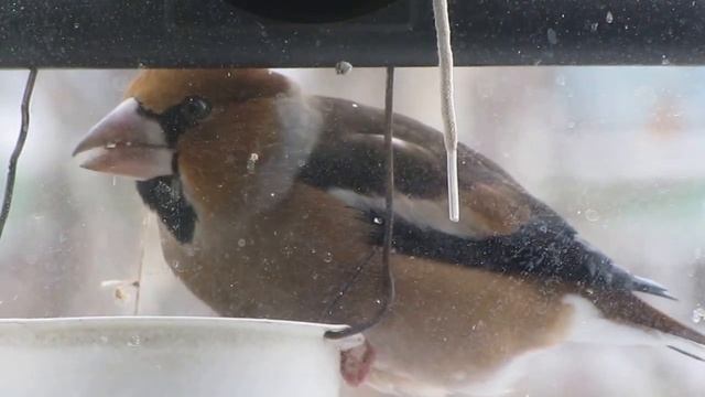 дубонос птица на кормушке за окном смотреть онлайн