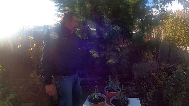 Самый быстро растущий хвойник ! смотреть онлайн