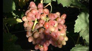 Виноград 2022. Аполлон Никополя