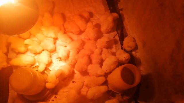 Опорос венгерской мангалицы. смотреть онлайн