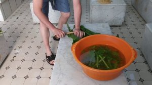 пароделы пар из ботвы хрена