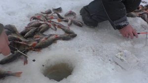 Аномальный клёв окуня ! Ямал река Етыпур!