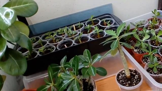 06. Мое укоренение черенков