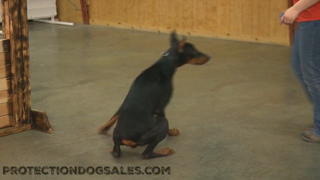 Rock Von Prufenpuden 11 Month Old Doberman Male Agility & Obedience смотреть онлайн