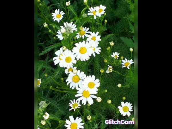 chamomile flowers  ромашки