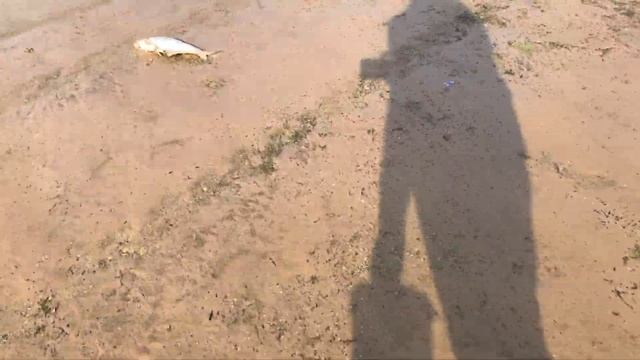 Рыбинский микс! Рыбалка, грибы, ягоды , обкатка мотора! ( середина августа 2021) смотреть онлайн