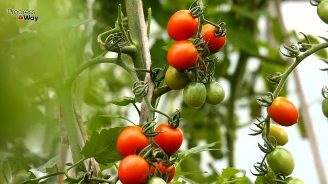 Новое средство от фитофторы на томатах! Грибок погибает в мгновение ока! смотреть онлайн