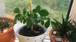 Комнатные цветы и растения на кухне - привожу в порядок подоконник