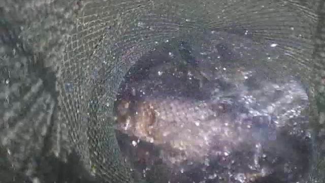 Тёплый канал,ст.Бессергеневская смотреть онлайн