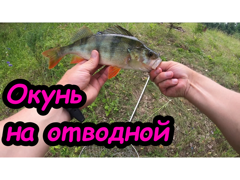 Окунь на отводной смотреть онлайн