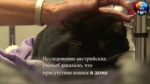 А вы знали? что происходит когда Ваш кот спит рядом? #кошка #кот #сон