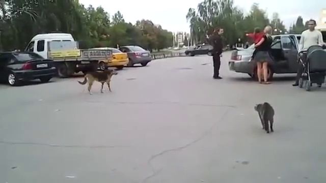 Кот напал на крупную собаку смотреть онлайн