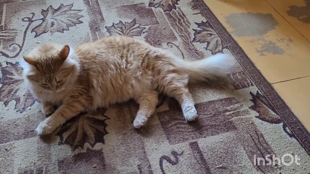 5 ноября 2023 г. Наш весёлый день ?⬛?? ))) смотреть онлайн