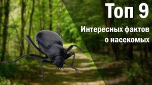 Топ 9 фактов о насекомых