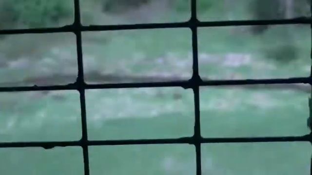 Пермские голуби (Владимировская область) смотреть онлайн