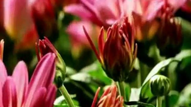 Марченко Л.flv смотреть онлайн