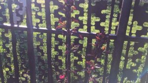 как выбрать место для посадки яблони роялти