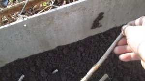 Размножение белой смородины