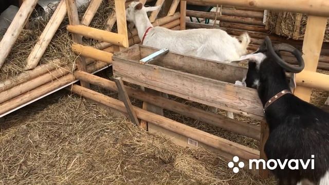 Как назвали козочку?☝️ балталка? смотреть онлайн