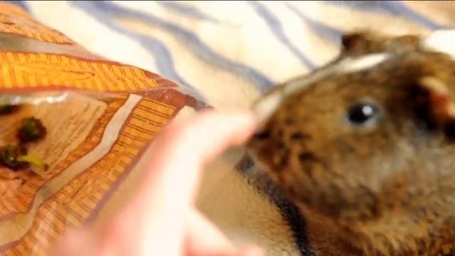 МОРСКИЕ СВИНКИ КУШАЮТ ОДУВАНЧИКИ?/СвиноВЛОГ смотреть онлайн