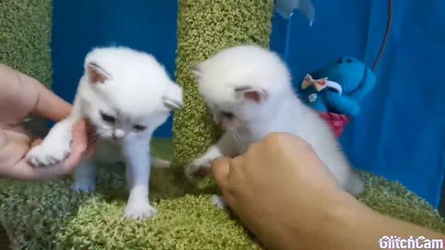Золотая#Шиншилла#поинт#белый#пушистый#котенок#
