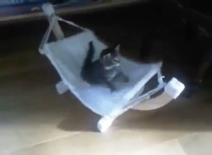 Котенок катается в гамаке
