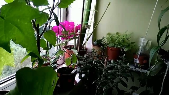 #520.Как бороться с заболеваниями и вредителями комнатных растений