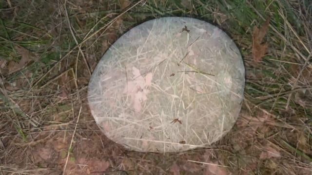 Langermannia gigantea, Calvatia gigantea, September 26, 2022