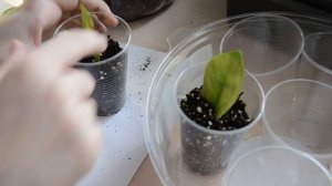 Посадка листиков замиокулькаса с клубеньками