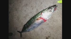 морская рыбалка во Владивостоке.скумбрия,навага,темный окунь