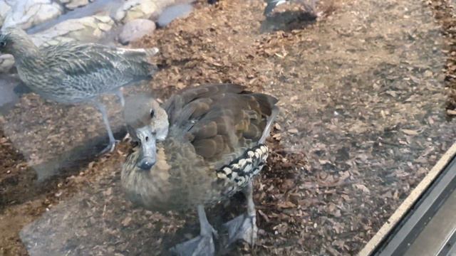 ПТИЧИЙ ДОМ. Московский ЗООПАРК. смотреть онлайн