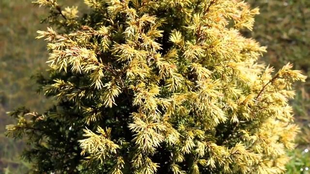 КАК ВЫГЛЯДЯТ МОЖЖЕВЕЛЬНИКИ В КОНЦЕ МАРТА. 30.03.2023г. БЕЛАРУСЬ, ГОМЕЛЬСКАЯ ОБЛАСТЬ смотреть онлайн