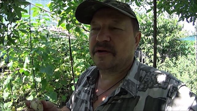 ВЫКОПАЛИ РОКАМБОЛЬ И ЧЕСНОК .